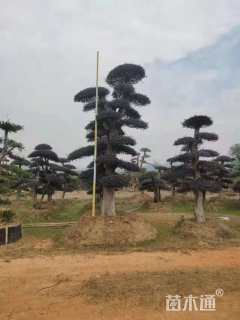 39公分造型红花继木桩