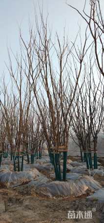 高度8厘米丛生五角枫