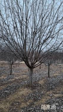 15公分绚丽海棠