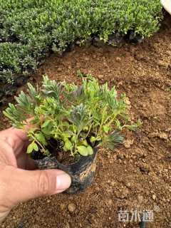 高度15厘米薰衣草