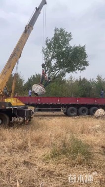 18公分(5杆)丛生乌桕