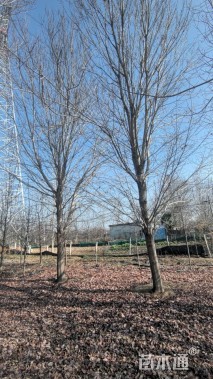 28公分美国红枫