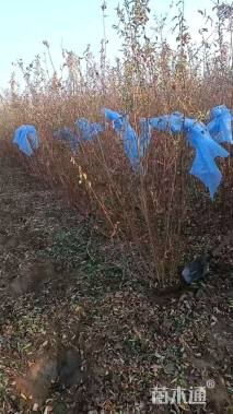 高度150厘米丛生紫薇