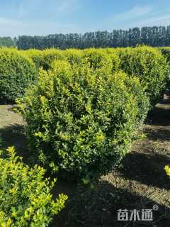 冠幅160厘米金叶女贞球