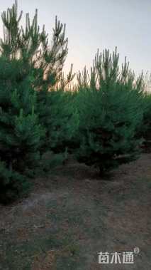 高度200厘米樟子松
