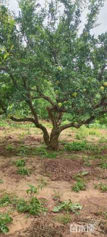 高度350厘米石榴