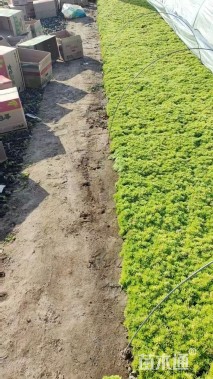 高度8厘米金叶佛甲草