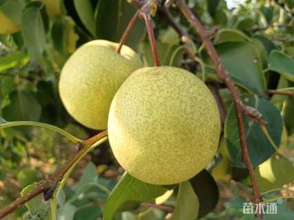 40公分梨树