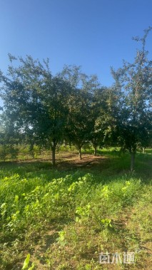 18公分北美海棠