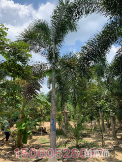 裸干高600厘米狐尾椰