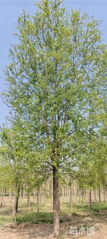 80公分旱柳