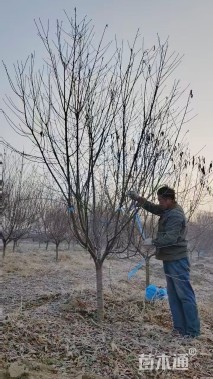 10公分红叶碧桃