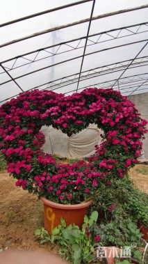 高度150厘米菊花