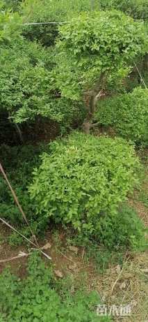 高度1500厘米小叶女贞