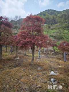 高度330厘米羽毛枫