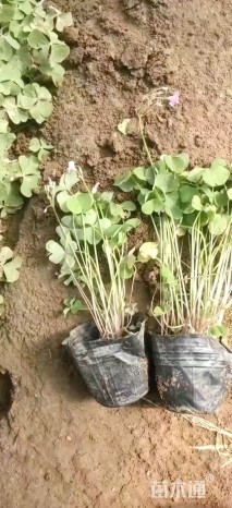 高度20厘米红花酢浆草