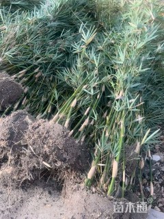 地栽苗慈孝竹