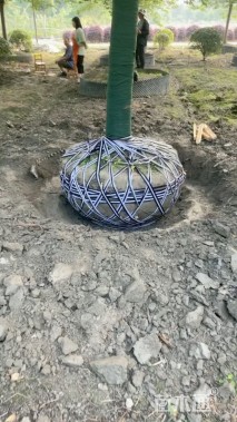 25公分高杆樱花