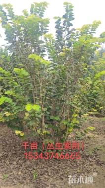 高度180厘米丛生紫荆