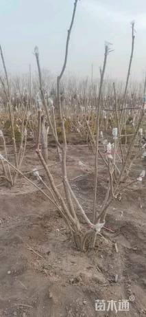 高度400厘米小叶女贞