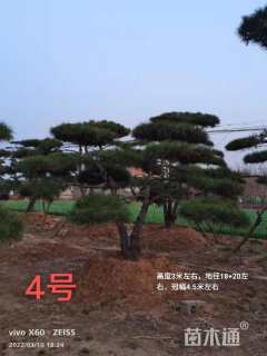 高度200厘米黑松