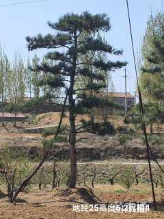 15公分造型油松