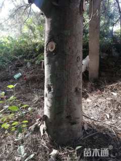 高度600厘米白皮松