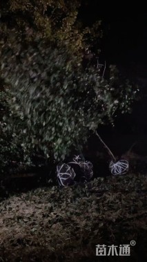 10公分彩叶豆梨