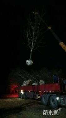 15公分美国红枫