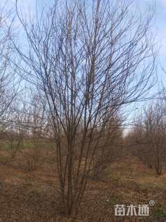 高度750厘米丛生三角枫