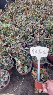 40厘米花叶络石