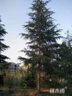高度600厘米雪松