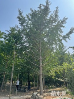 30公分无心银杏