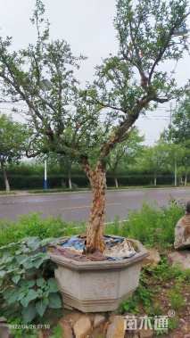 高度3000厘米石榴