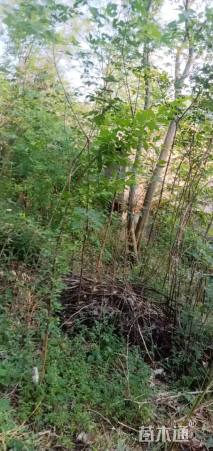 25公分多杆朴树