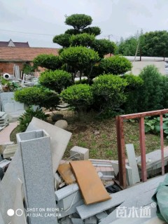 20公分造型黄杨