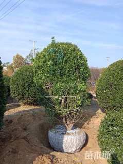 冠幅200厘米大叶黄杨球