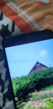 高度230厘米矮紫杉