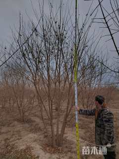 高度450厘米丛生元宝枫