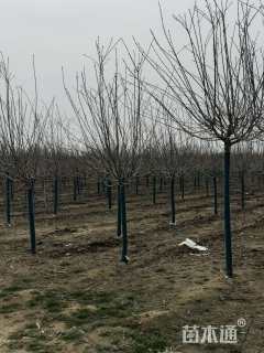 高度350厘米阳光樱