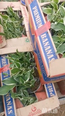 高度30厘米金边玉簪