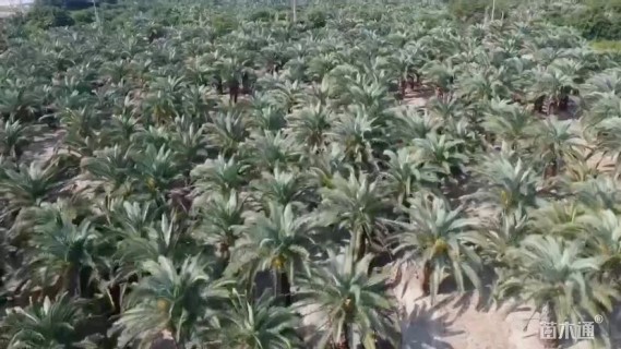 裸干高400厘米加拿利海枣