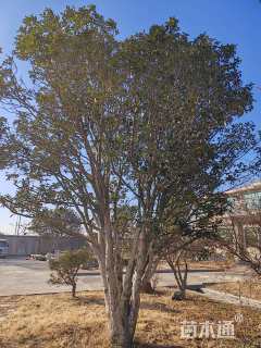 高度600厘米丛生桂花