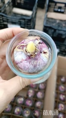 高度15厘米风信子