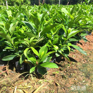 高度100厘米非洲茉莉