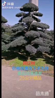 移栽苗造型罗汉松