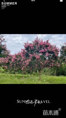 高度300厘米红花紫薇