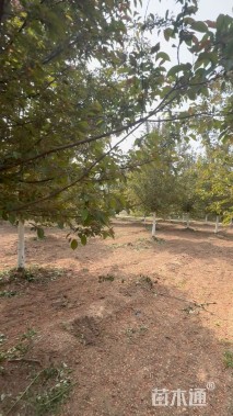 15公分绚丽海棠