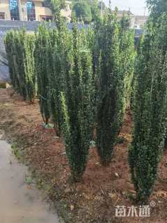 高度150厘米直立冬青