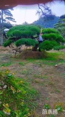 30公分造型油松